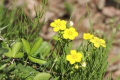 Potentilla freyniana