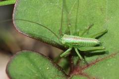 Tettigonia orientalis