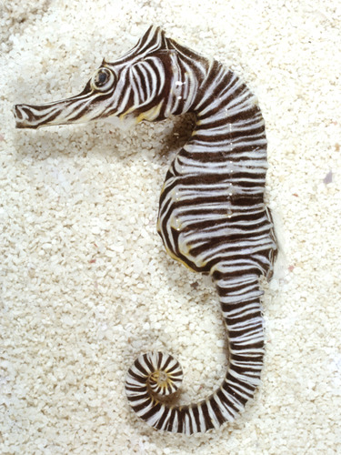 Hippocampus montebelloensis