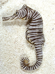 Hippocampus zebra