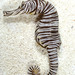 Zebra Seahorse - Photo (c) anthonyhealy, some rights reserved (CC BY-NC)