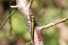 Orthetrum japonicum