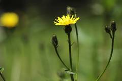 Picris japonica