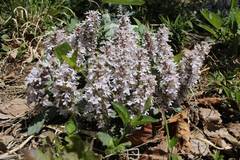 Ajuga nipponensis