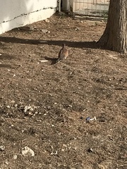 Streptopelia senegalensis