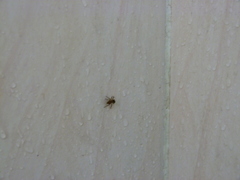 Salticidae