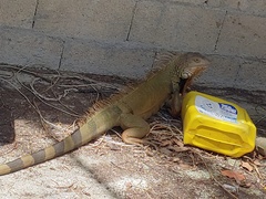 Iguana iguana
