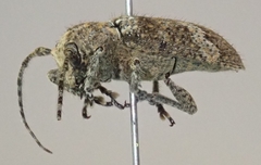 Prosoplus bankii