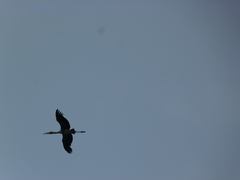 Mycteria leucocephala