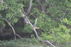 Nycticorax nycticorax image