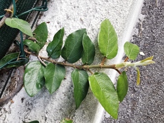 Ficus pumila
