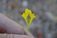 Linaria viscosa