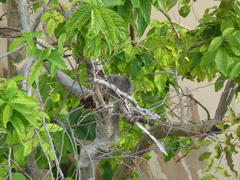 Callosciurus finlaysonii