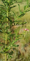 Indigofera heterotricha