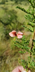 Indigofera heterotricha