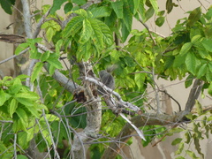 Callosciurus finlaysonii