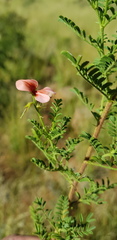 Indigofera heterotricha