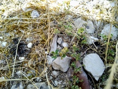 Chlorophorus glabromaculatus