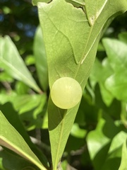 Amphibolips quercusracemaria