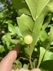 Amphibolips quercusracemaria