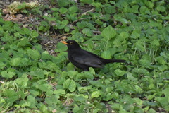 Turdus merula