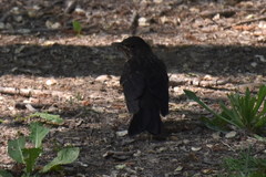 Turdus merula
