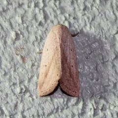 Amolita obliqua