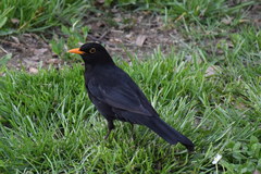Turdus merula