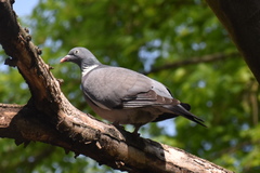Columba palumbus