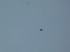 Mycteria leucocephala