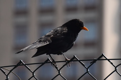 Turdus merula