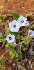 Ipomoea hackeliana