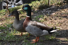 Anas platyrhynchos