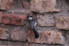 Parus major