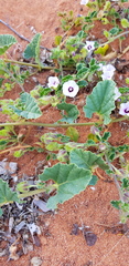 Ipomoea hackeliana