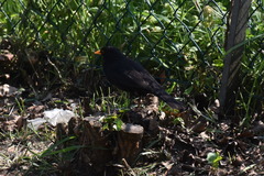 Turdus merula