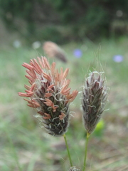 Alopecurus vaginatus