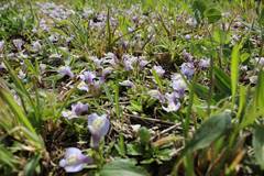 Mazus miquelii