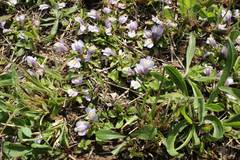 Mazus miquelii