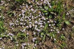 Mazus miquelii