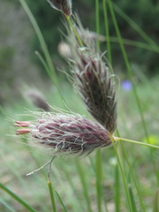Alopecurus vaginatus