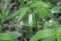 Disporum sessile