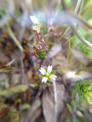 Cerastium diffusum