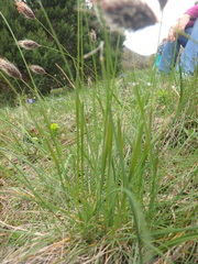 Alopecurus vaginatus
