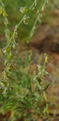 Crotalaria sphaerocarpa