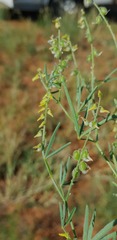 Crotalaria sphaerocarpa