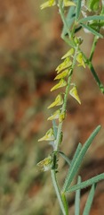 Crotalaria sphaerocarpa