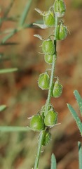 Crotalaria sphaerocarpa