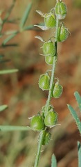 Crotalaria sphaerocarpa