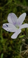 Barleria rigida